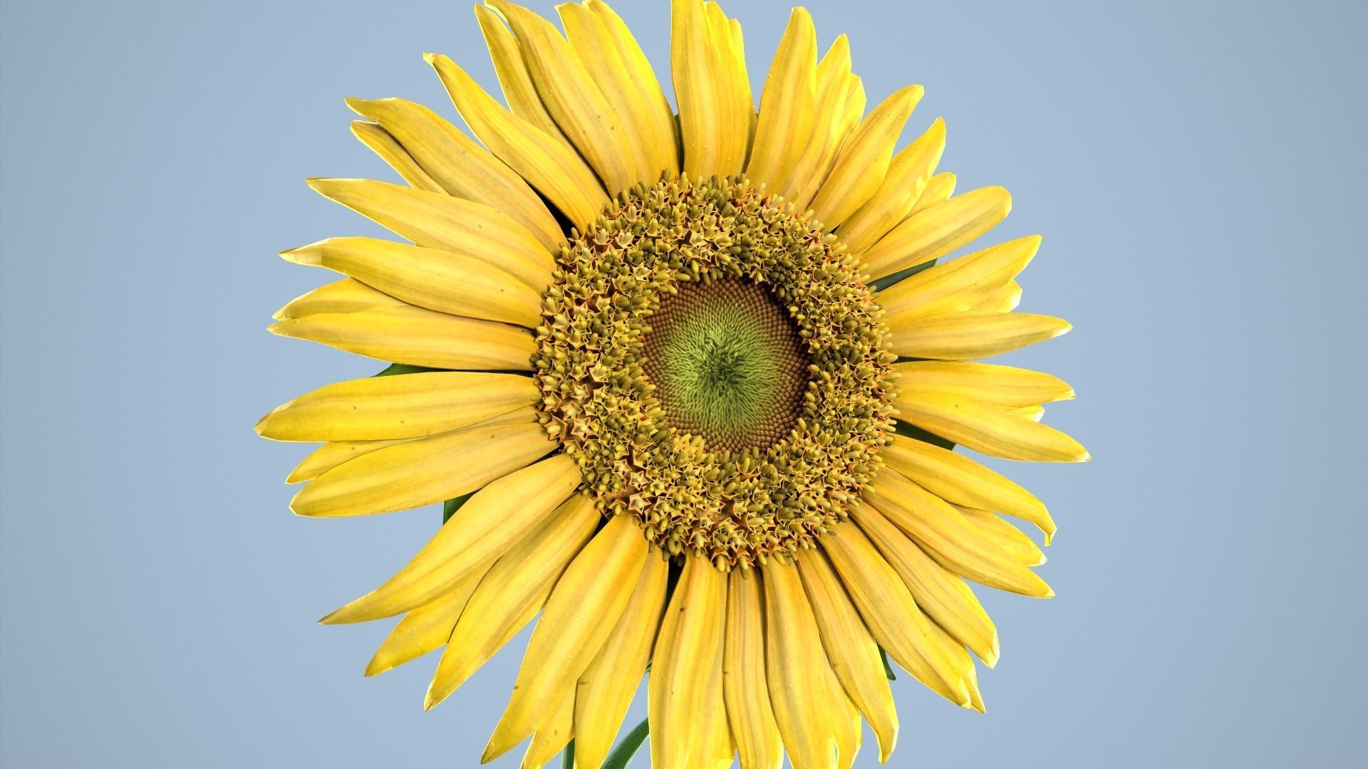 Sunflower 3D model_2