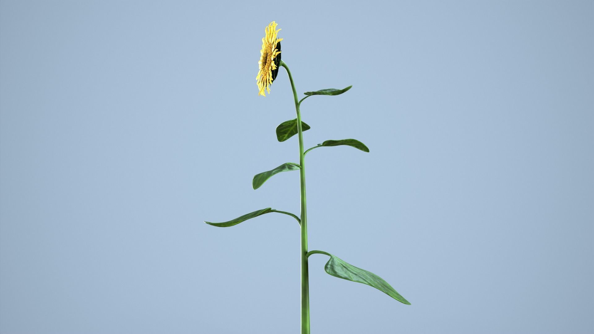 Sunflower 3D model_7