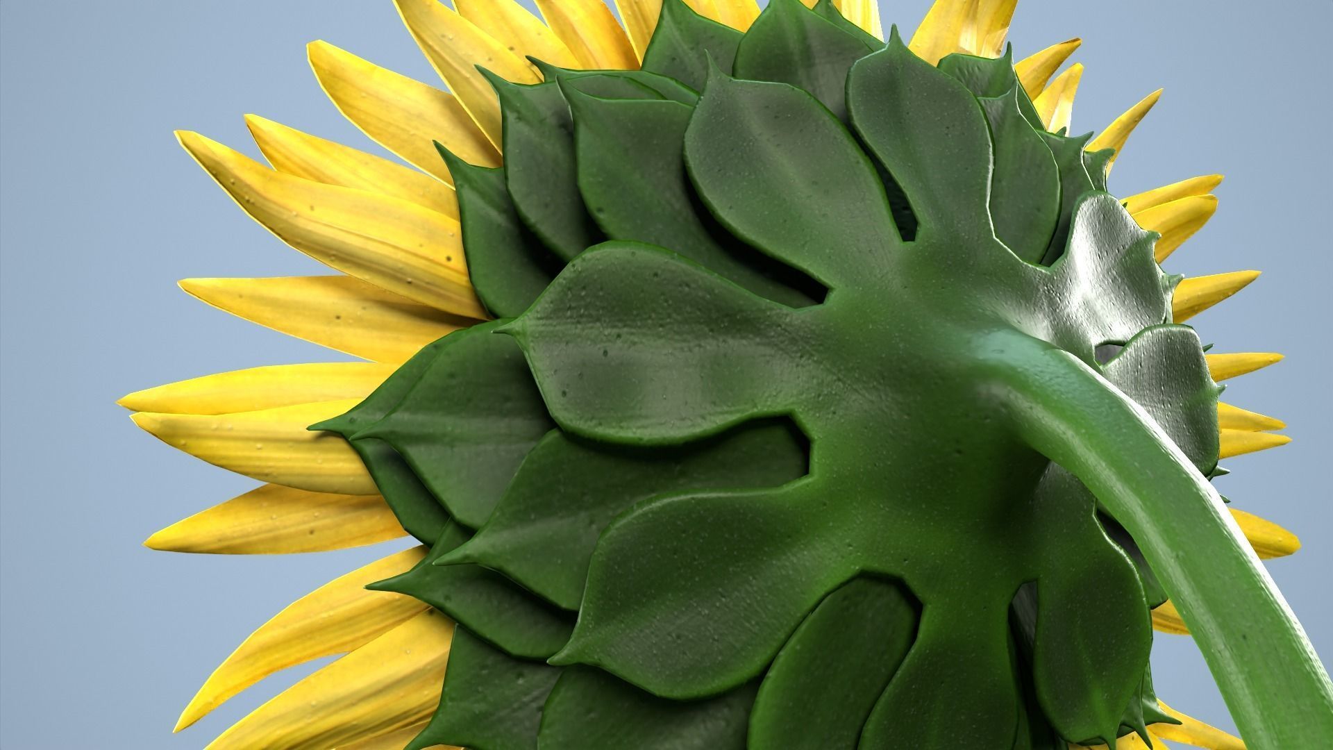 Sunflower 3D model_4