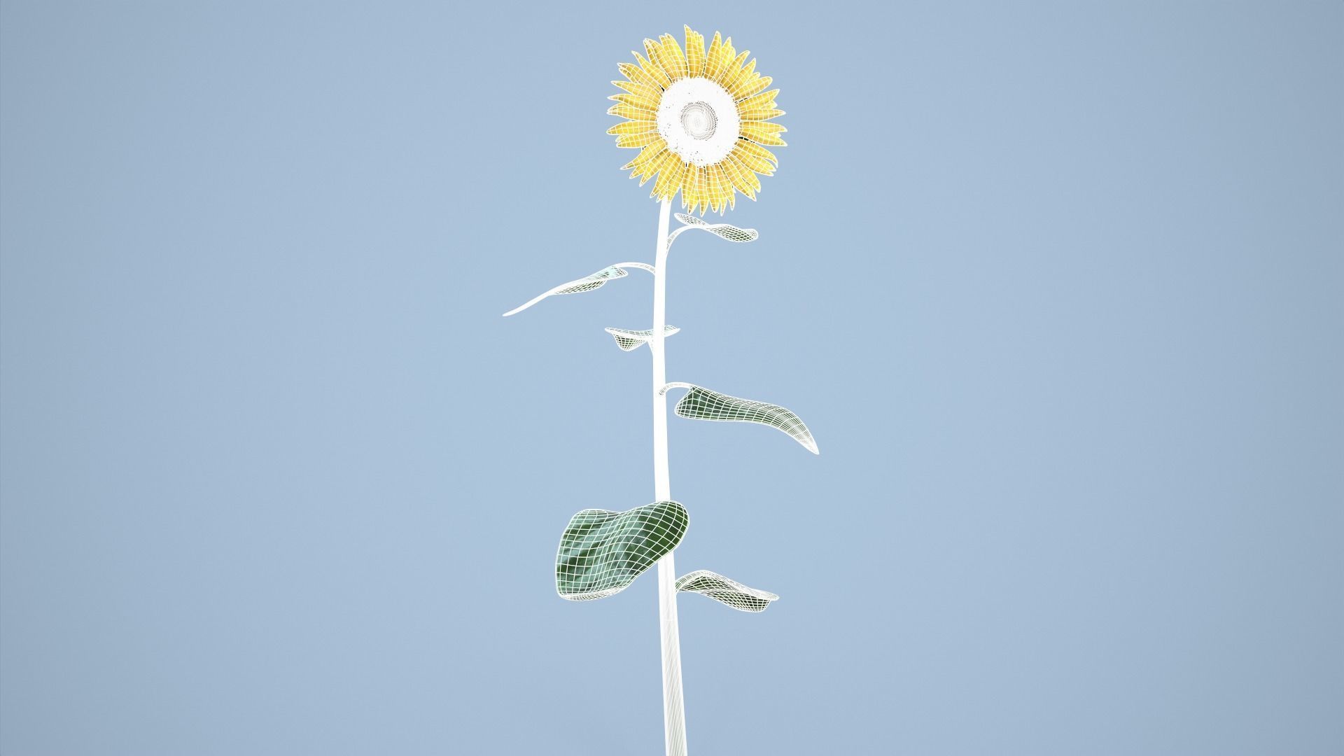 Sunflower 3D model_12
