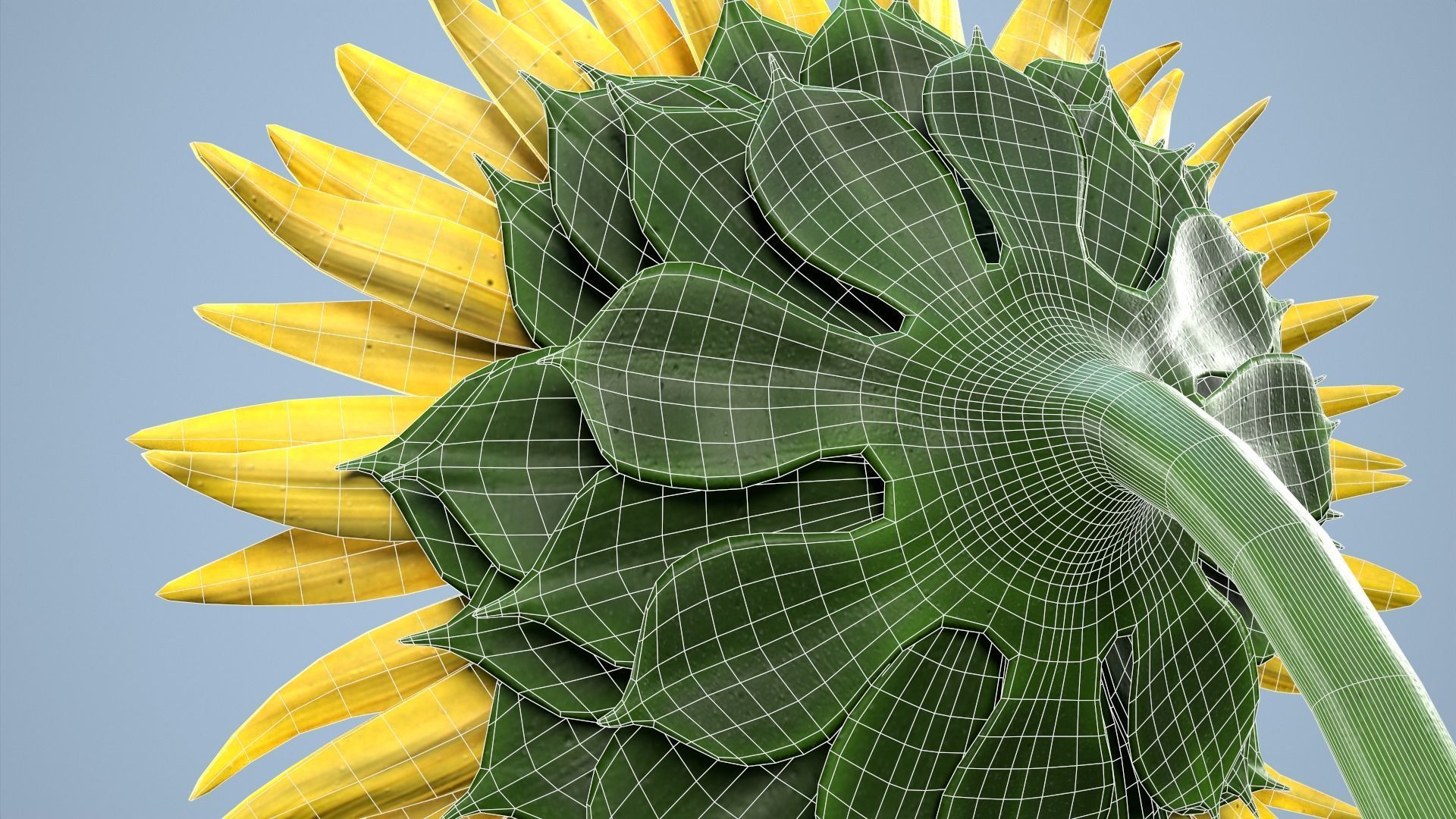 Sunflower 3D model_15