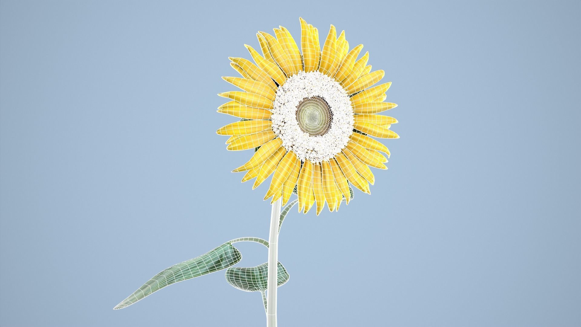 Sunflower 3D model_11