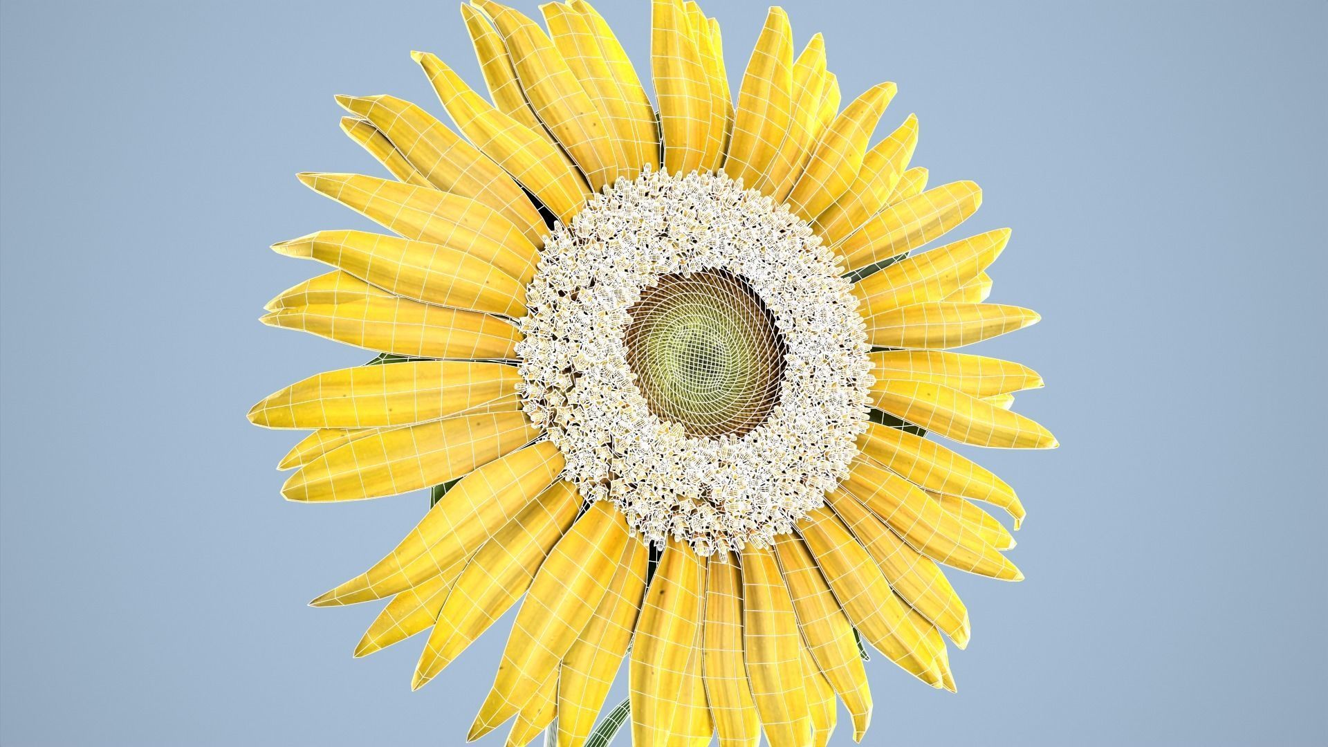 Sunflower 3D model_13