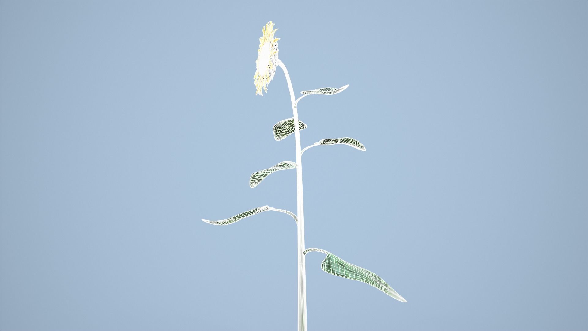Sunflower 3D model_18
