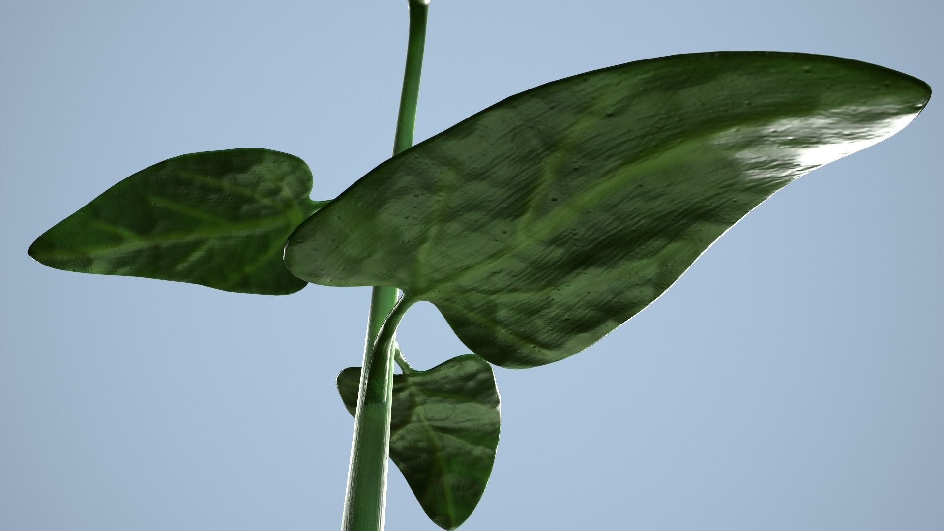 Sunflower 3D model_6