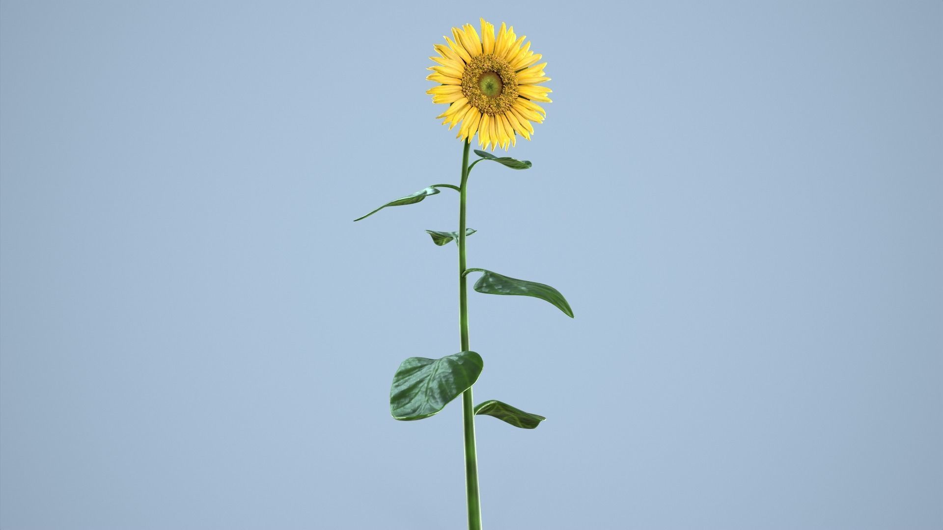 Sunflower 3D model_1