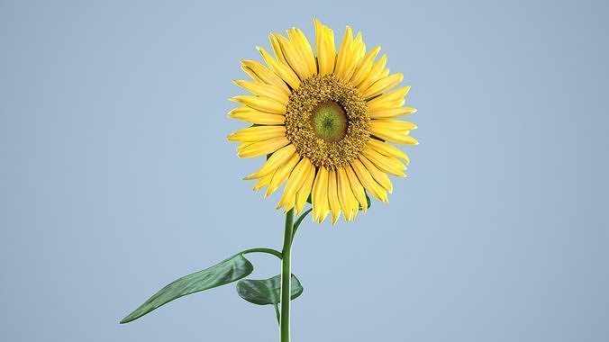 Sunflower 3D model