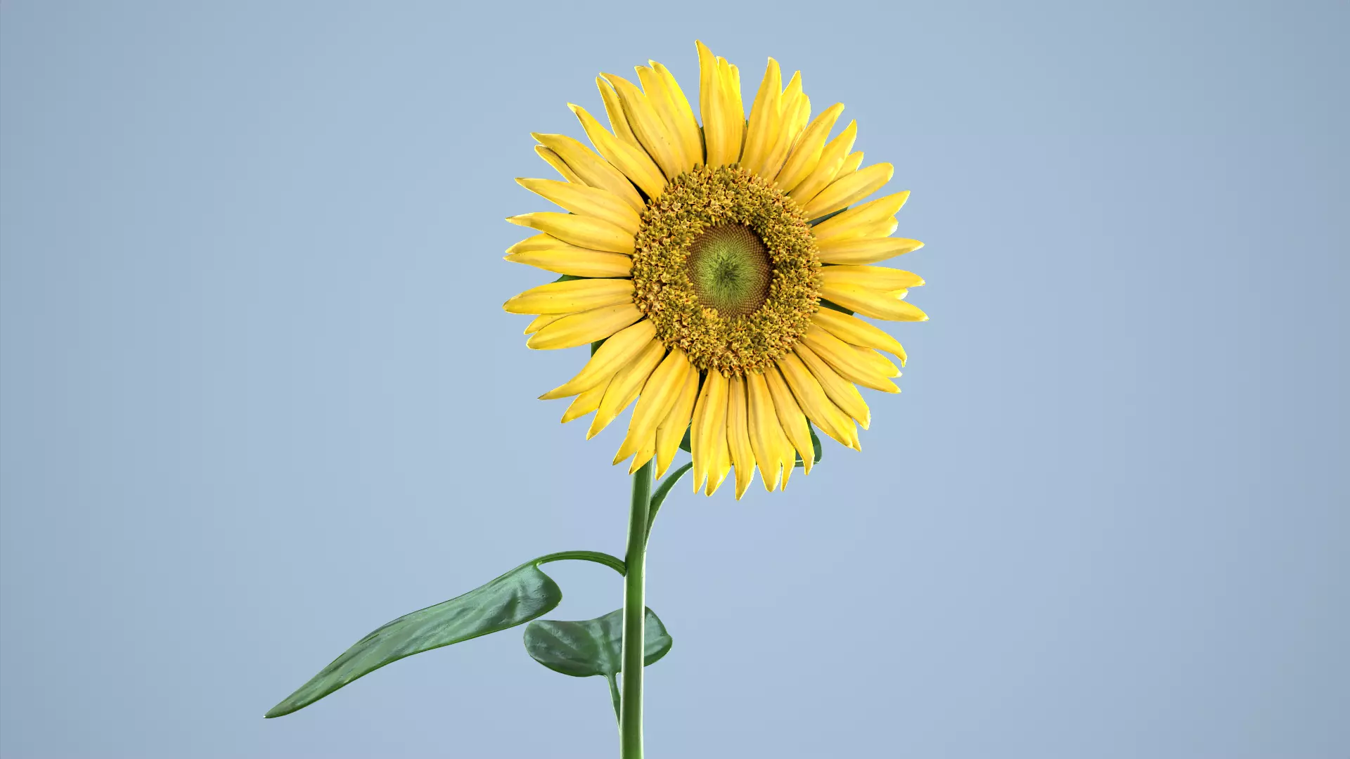 Sunflower 3D model_0