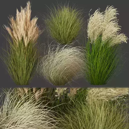 Collection plant vol 278 - grass - outdoor 3D model