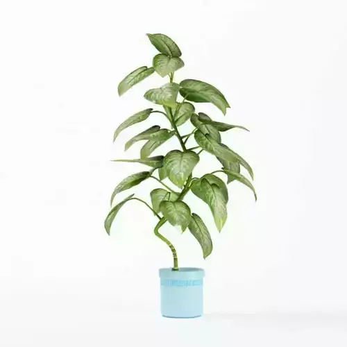 Tall Green House Plant