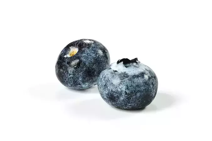 POLYPASTA - Blueberry 01 3D model 3