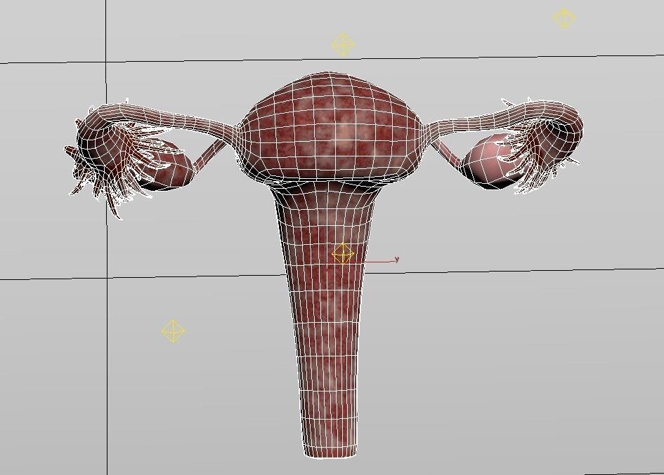 Female Reproductive System Low-poly 3D model_8
