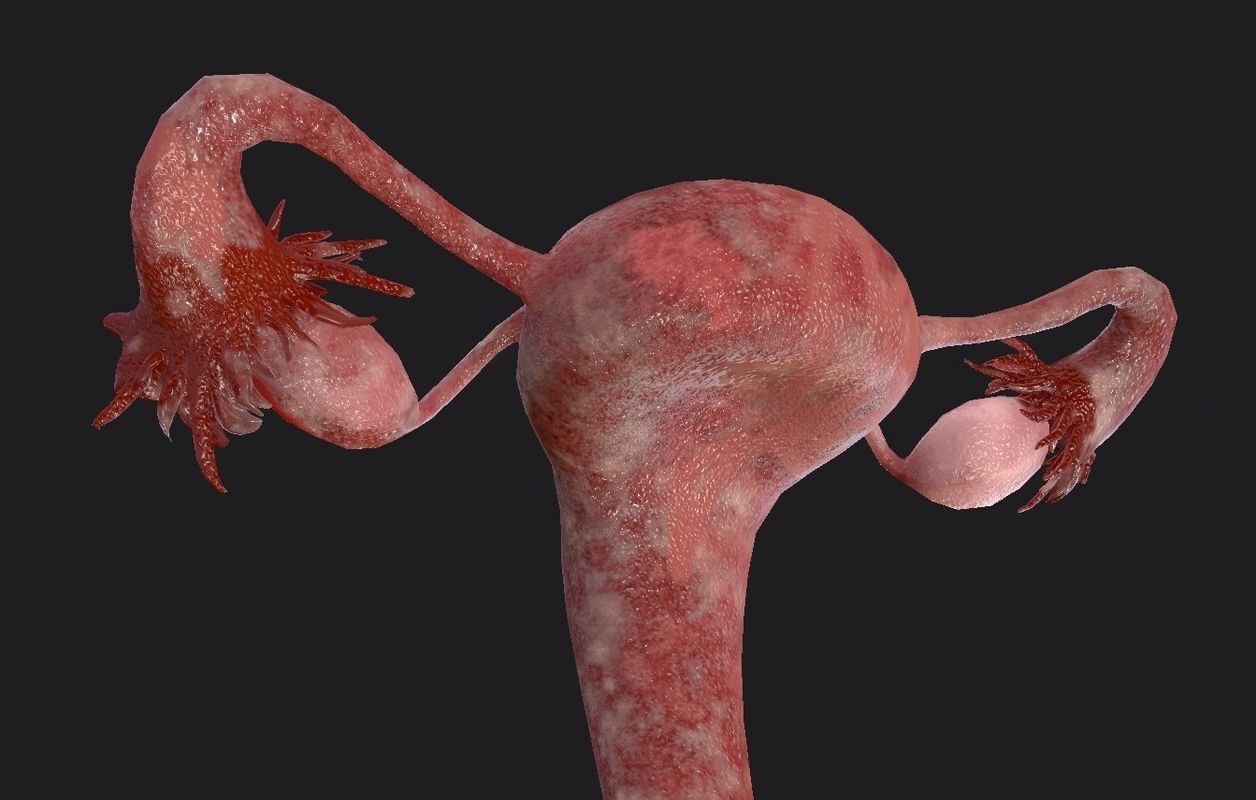 Female Reproductive System Low-poly 3D model_14