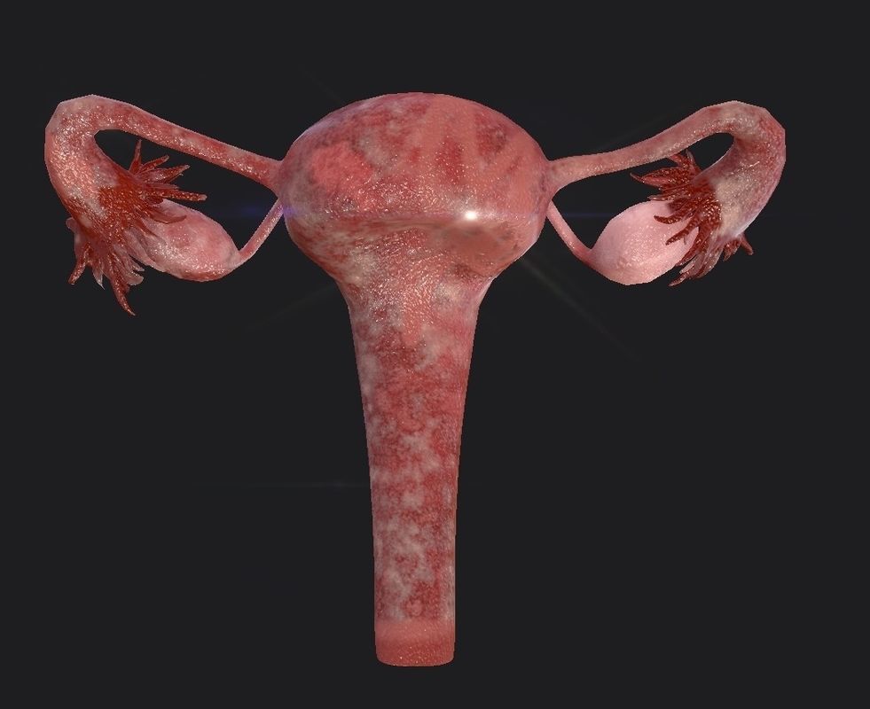 Female Reproductive System Low-poly 3D model_11