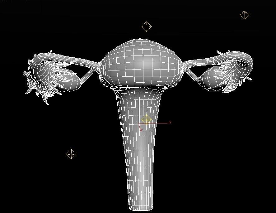 Female Reproductive System Low-poly 3D model_9