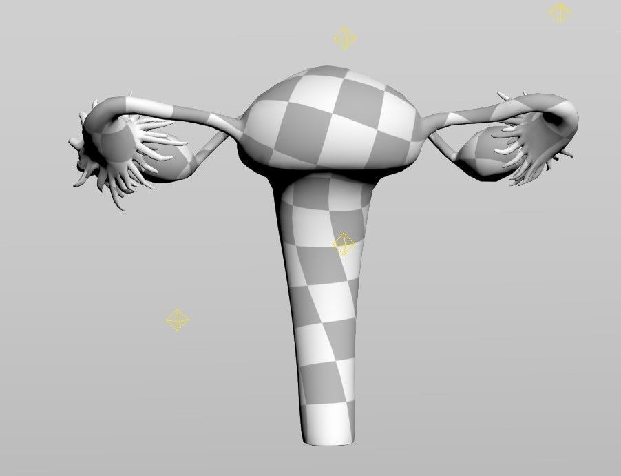 Female Reproductive System Low-poly 3D model_4