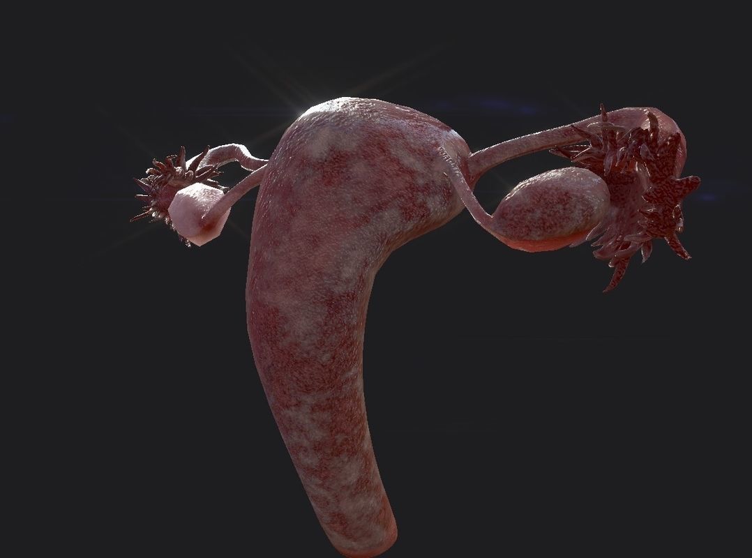 Female Reproductive System Low-poly 3D model_16