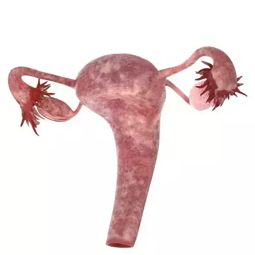 Female Reproductive System