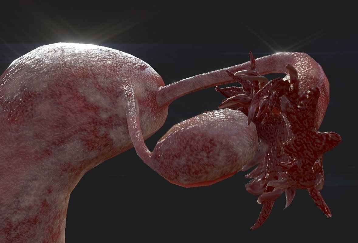 Female Reproductive System Low-poly 3D model_17