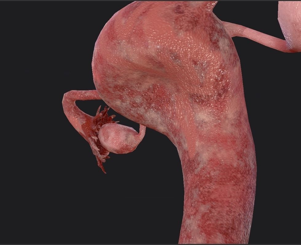 Female Reproductive System Low-poly 3D model_13