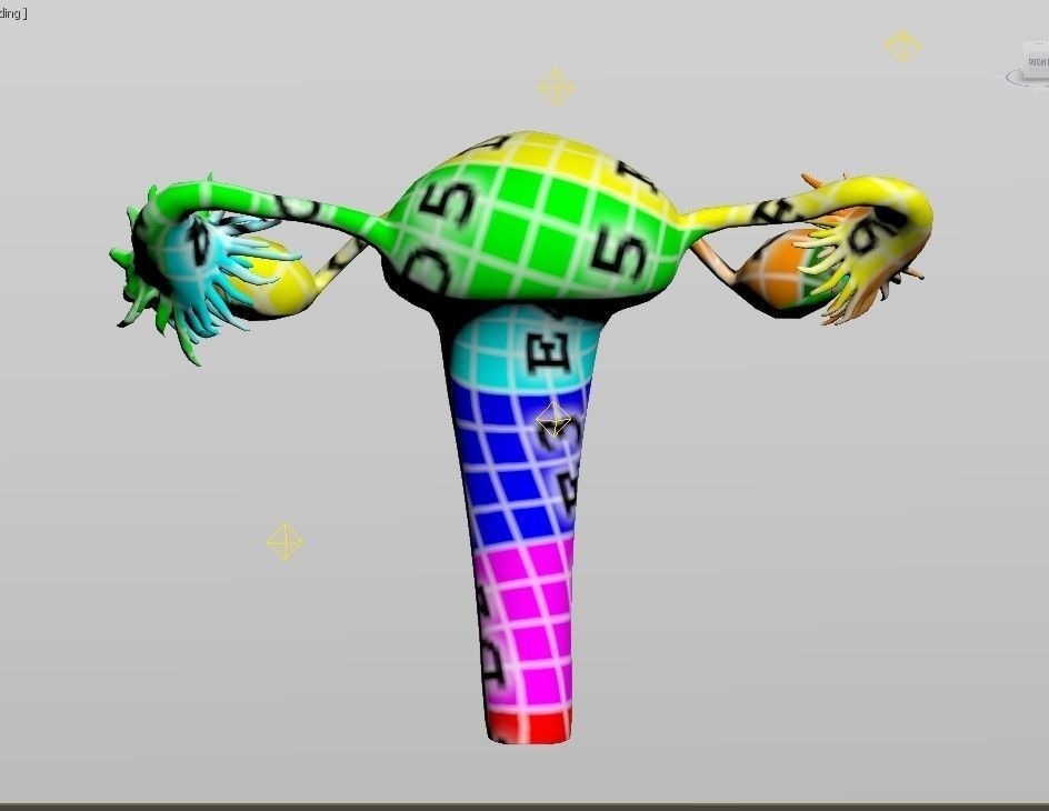 Female Reproductive System Low-poly 3D model_5