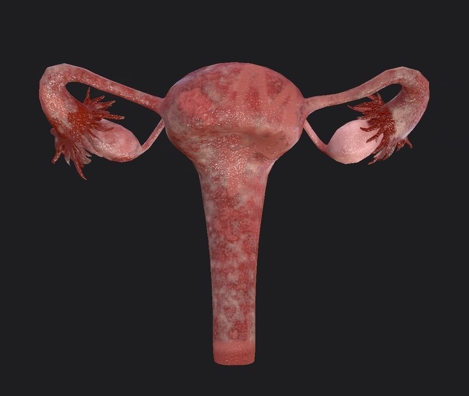 Female Reproductive System Low-poly 3D model_15