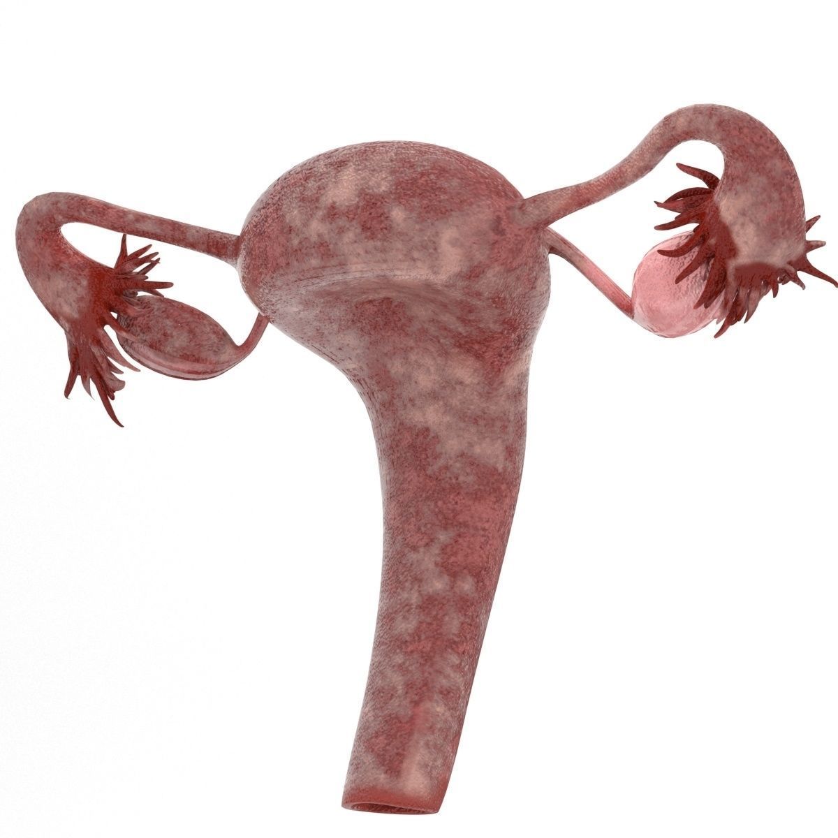 Female Reproductive System Low-poly 3D model_10