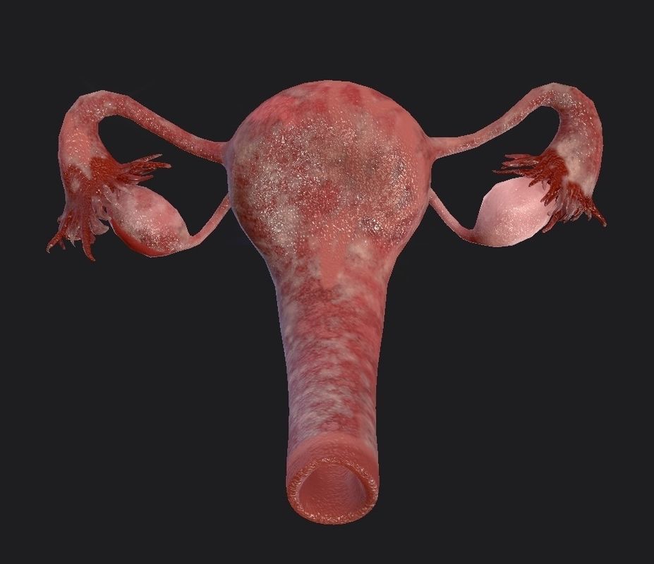Female Reproductive System Low-poly 3D model_12