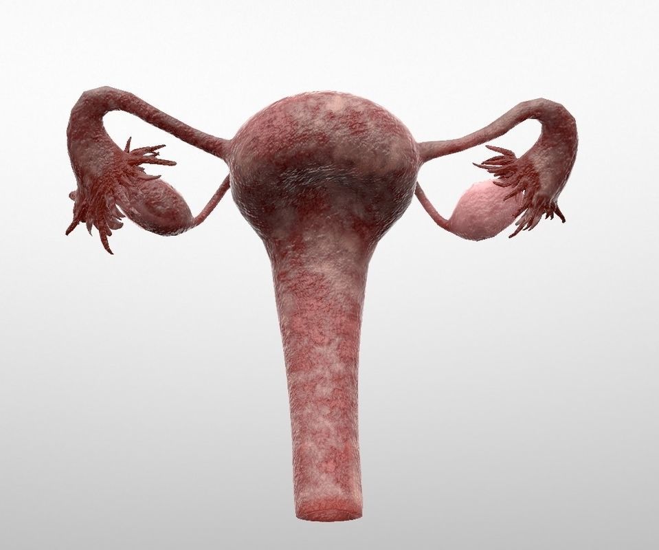 Female Reproductive System Low-poly 3D model_1