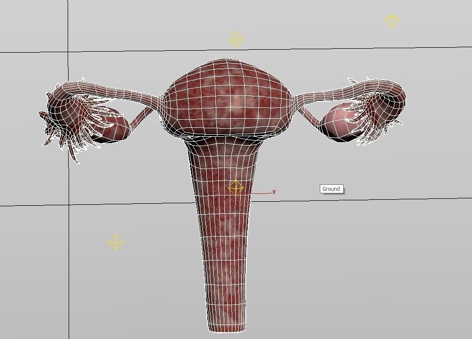 Female Reproductive System Low-poly 3D model_7