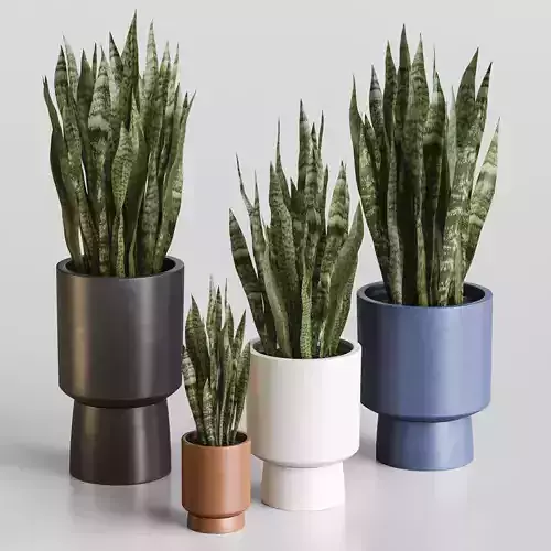 Sansevieria four snake plants