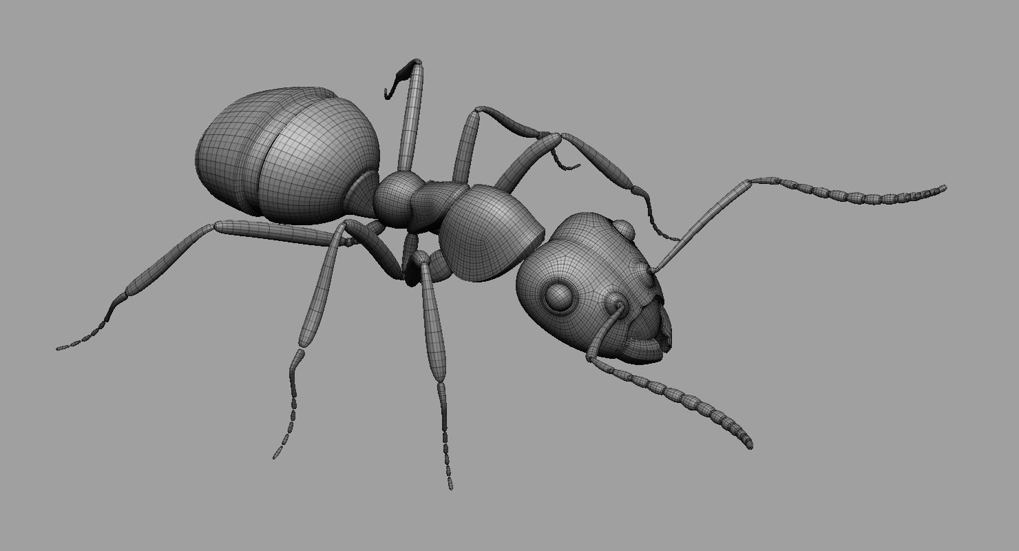 Ant Ant 3D model_9