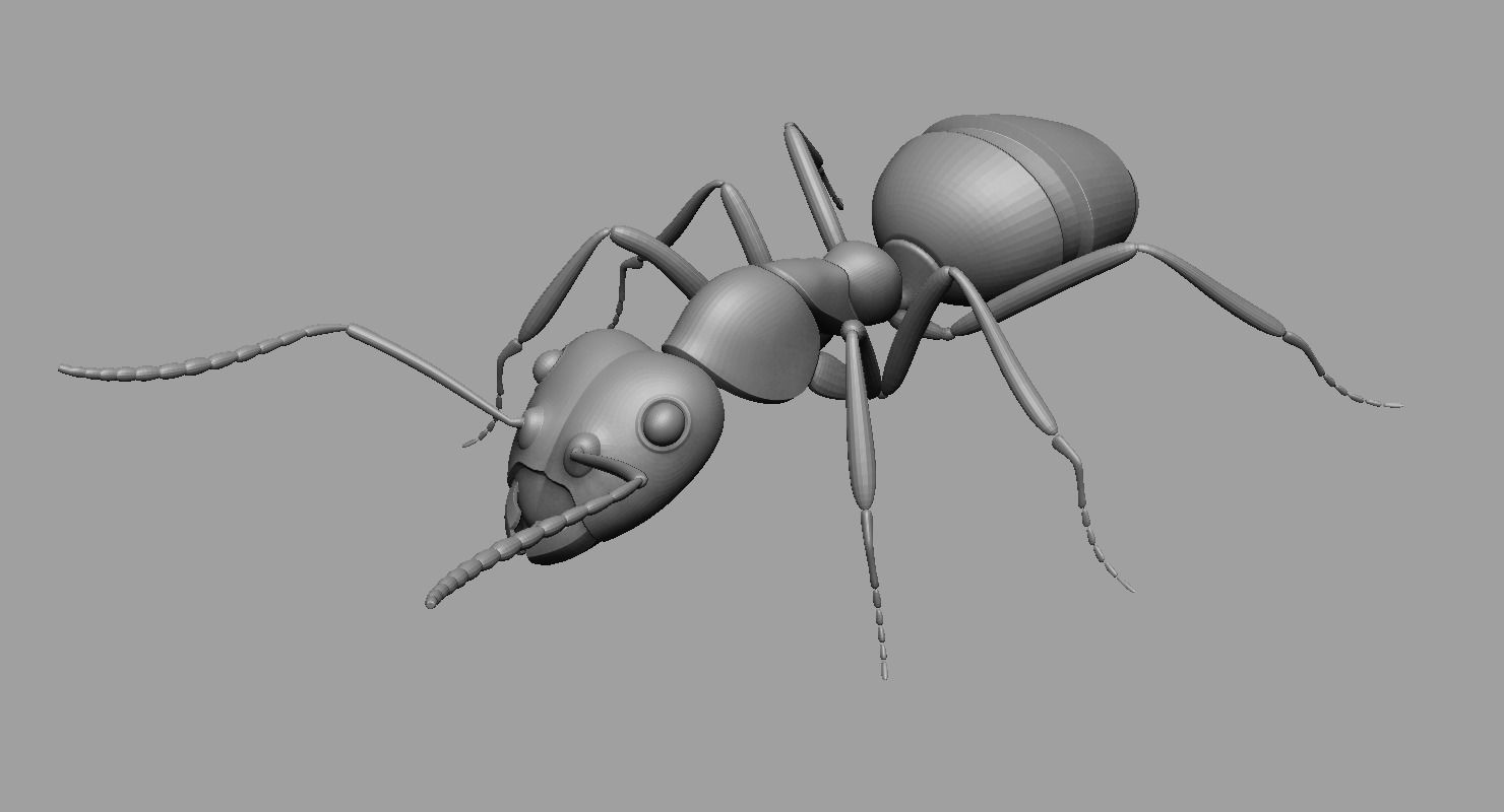 Ant Ant 3D model_5