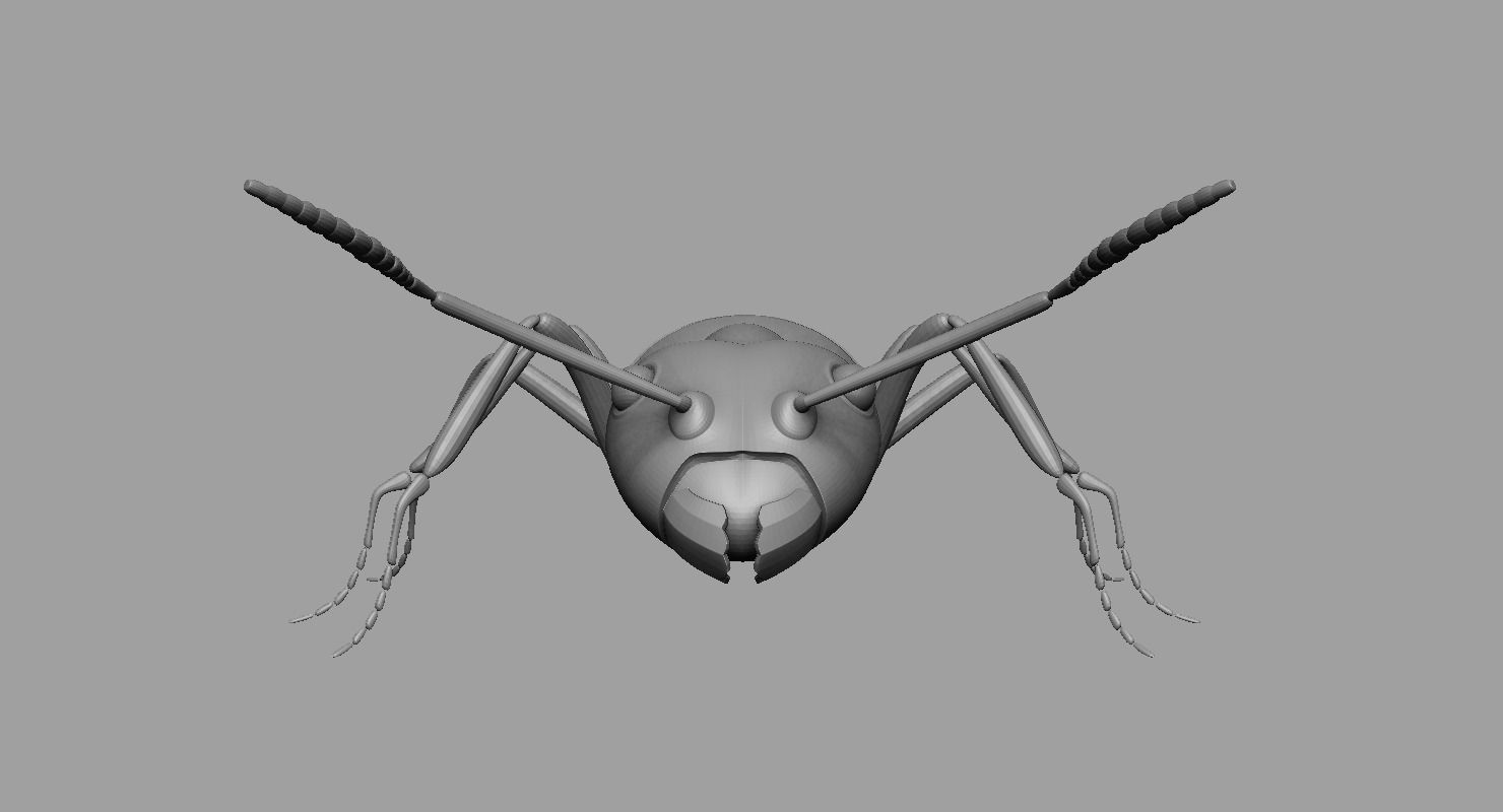 Ant Ant 3D model_4
