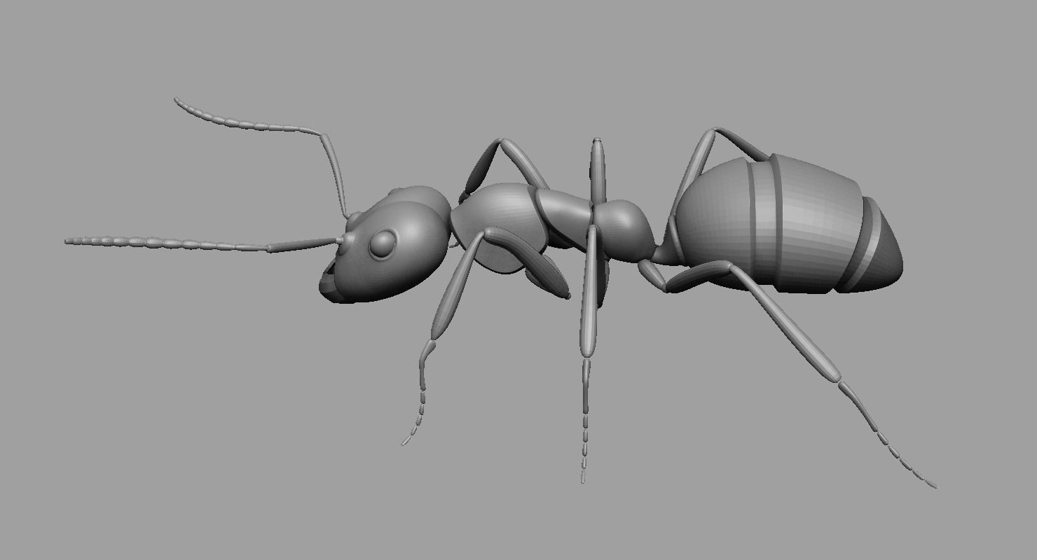 Ant Ant 3D model_6