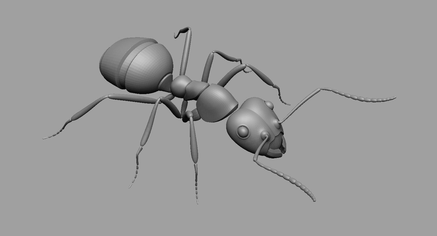 Ant Ant 3D model_2