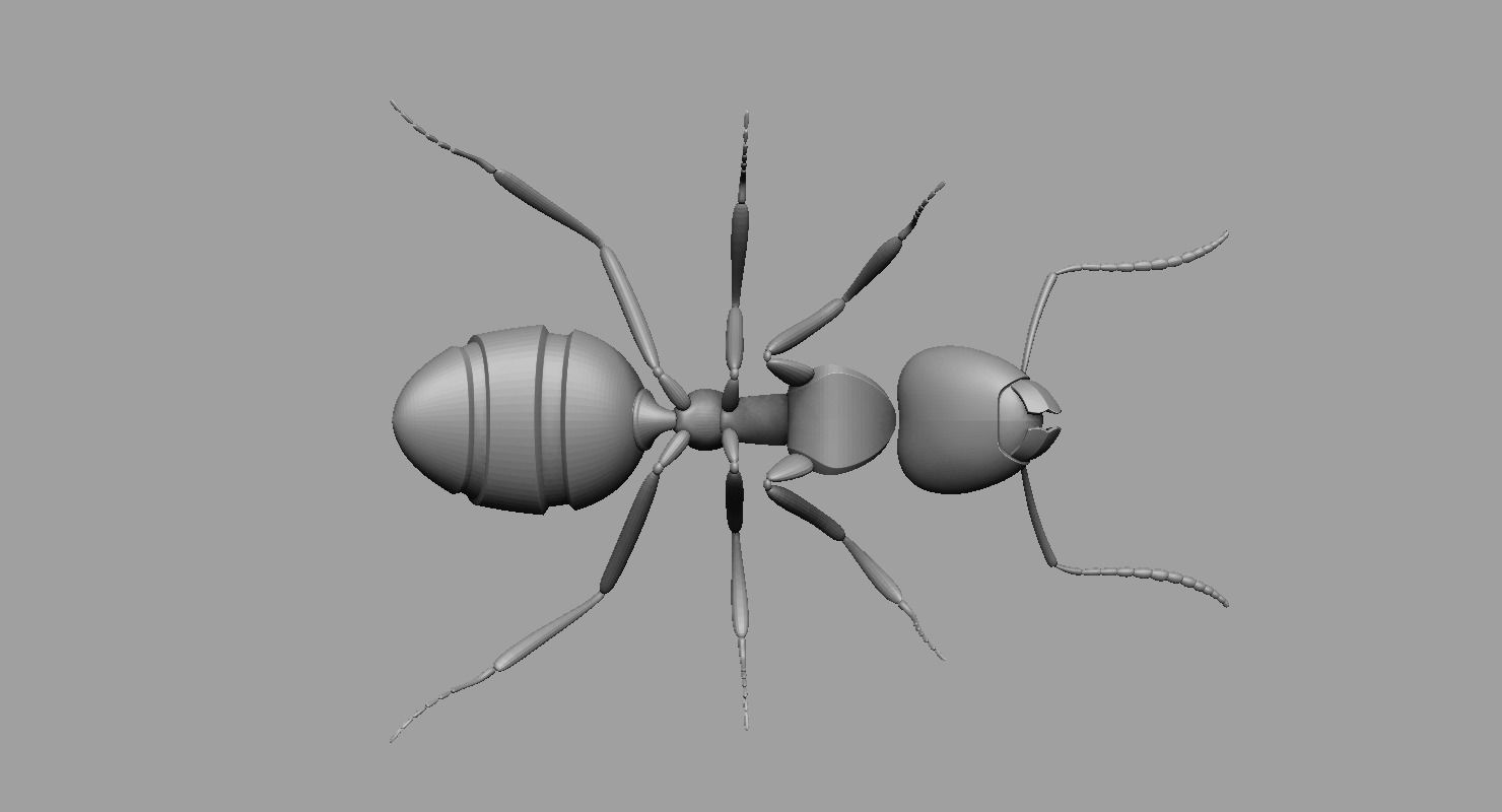 Ant Ant 3D model_8