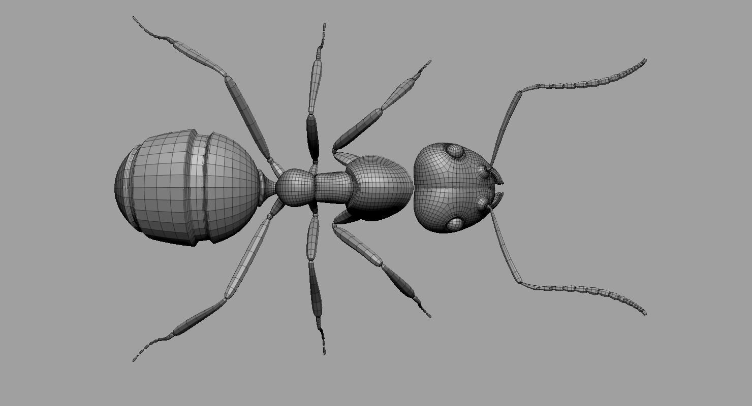 Ant Ant 3D model_3