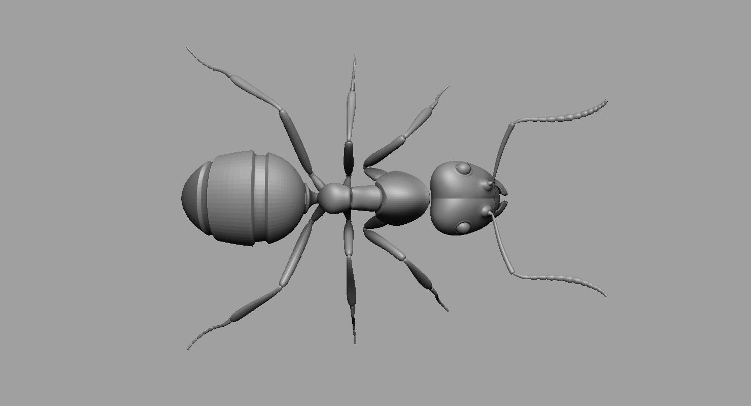 Ant Ant 3D model_1