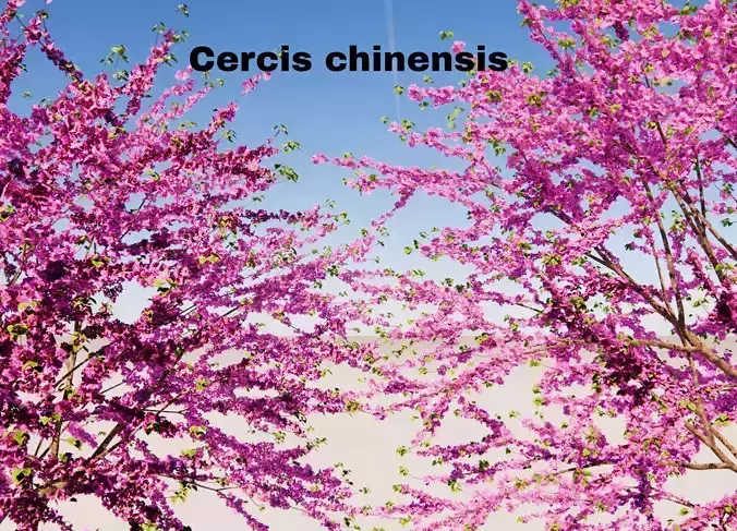 Cercis chinensis 3D model