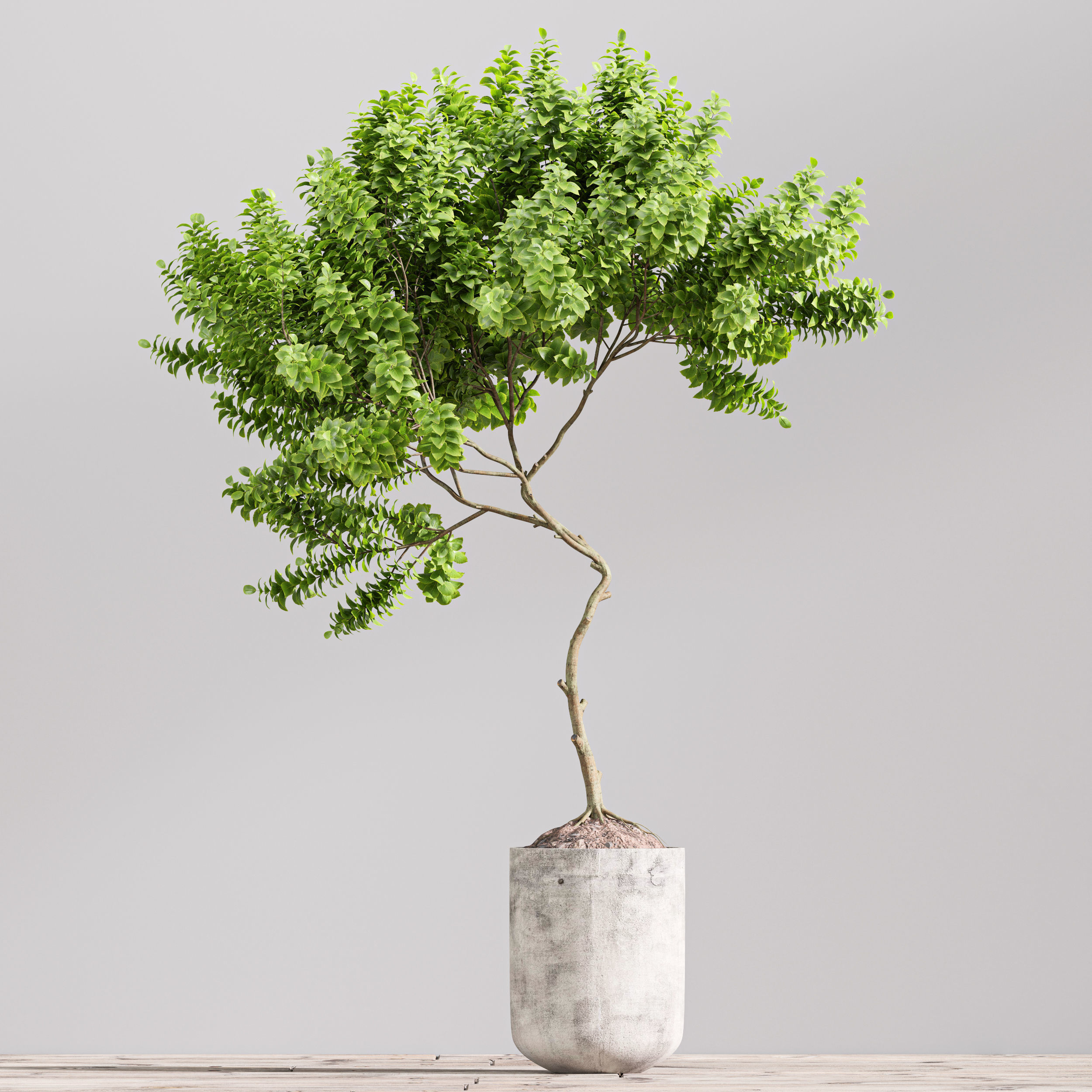 SET01 Indoor Plant Tree Leaf 3D model_2