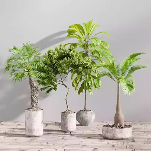 SET01 Indoor Plant Tree Leaf 3D model
