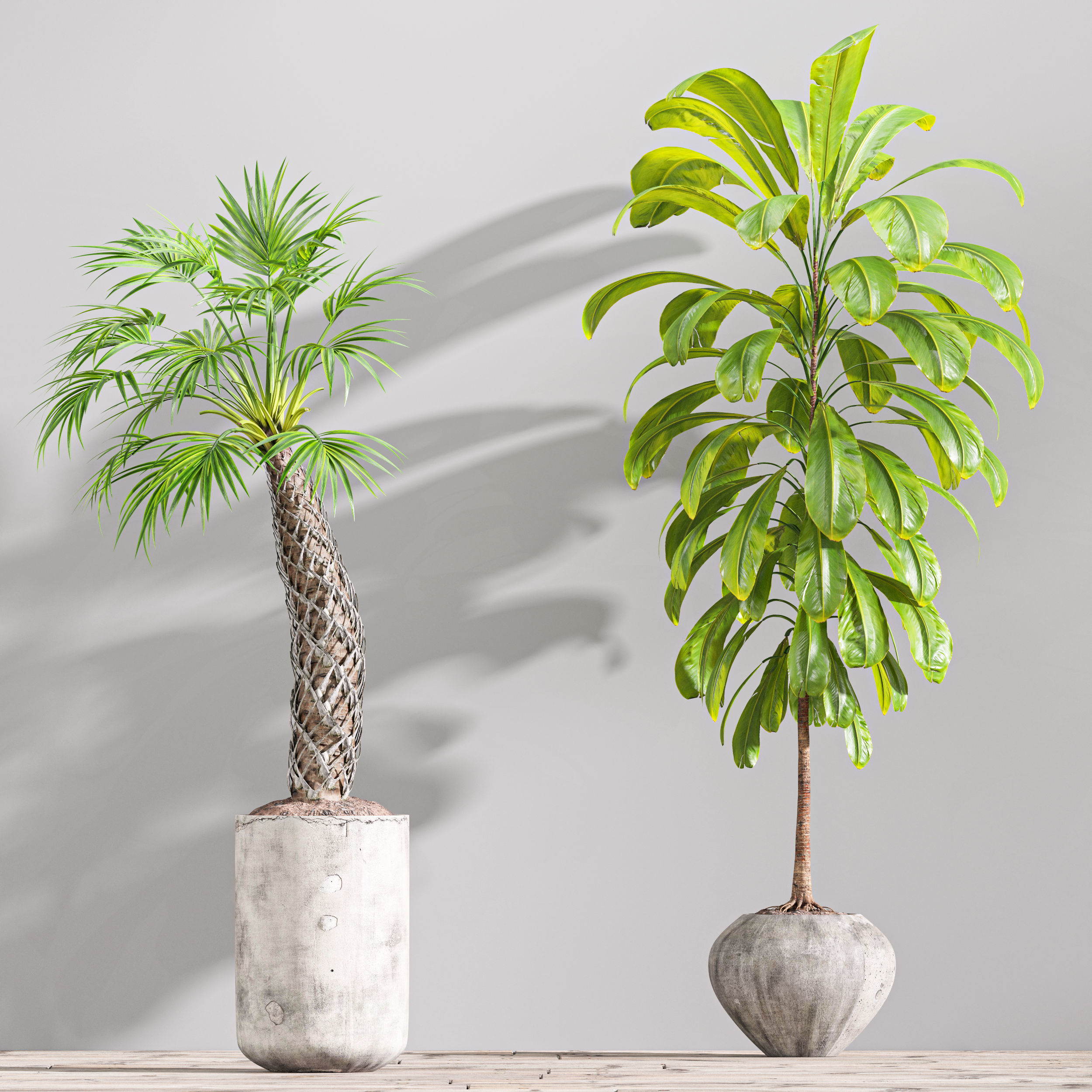 SET01 Indoor Plant Tree Leaf 3D model_1