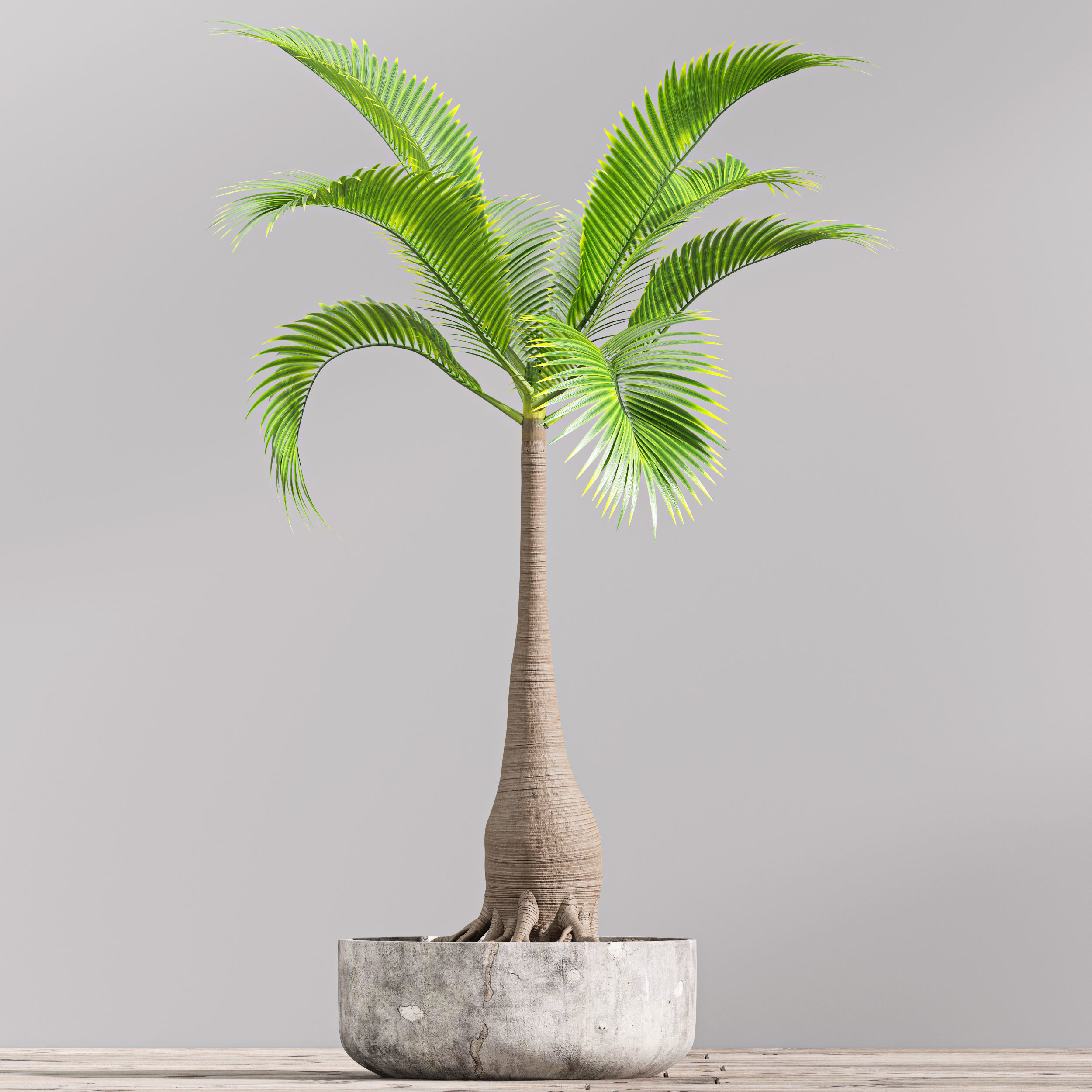 SET01 Indoor Plant Tree Leaf 3D model_3