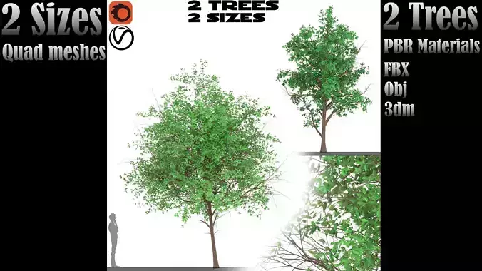 Catalina cherry 2 Trees and2 Sizes