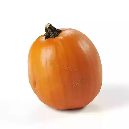 POLYPASTA - Pumpkin 03