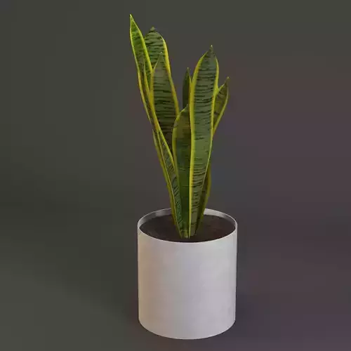 Plant Sansevieria trifasciata 3D model