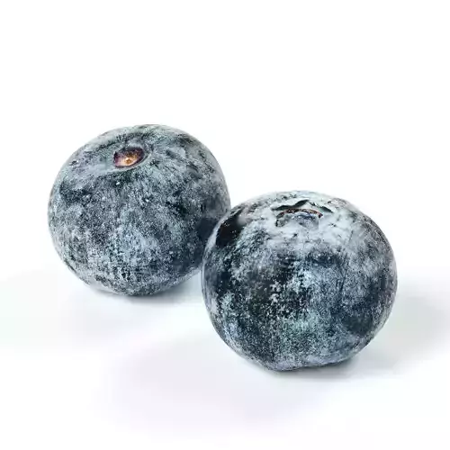 POLYPASTA - Blueberry 02