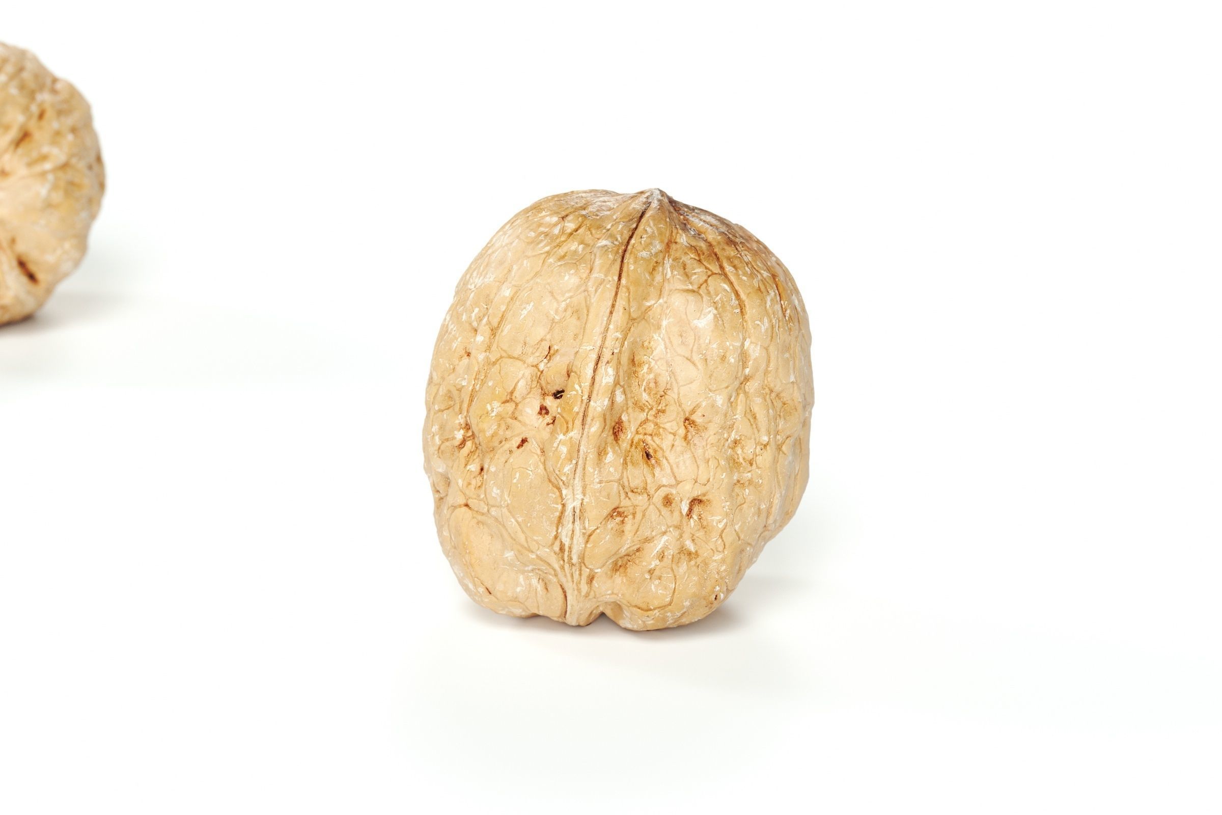 POLYPASTA - Walnut 01 3D model_1