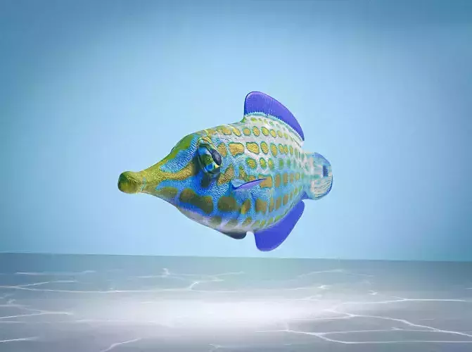 Colorful harlequin coral reef fish